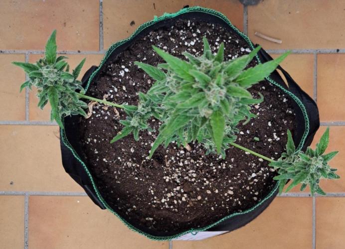 Super Boof on Earth. Week 13 - Day 86