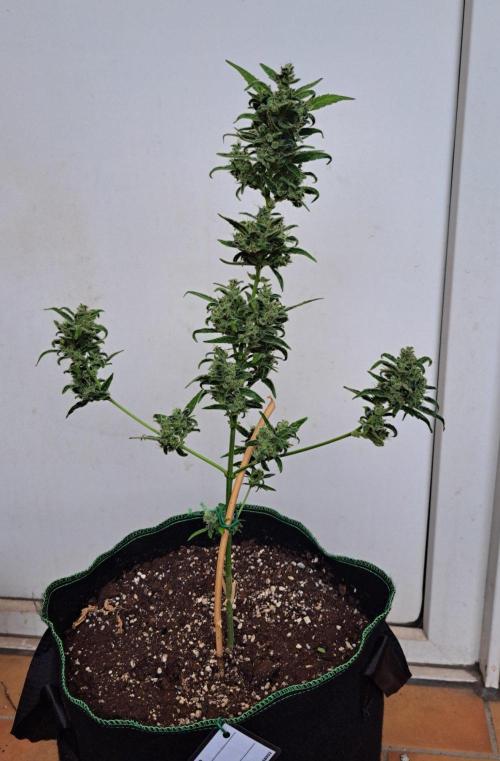 Super Boof on Earth. Week 13 - Day 86