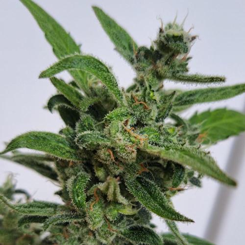 Super Boof on Earth. Week 13 - Day 86