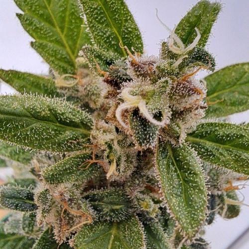 Super Boof on Earth. Week 13 - Day 86