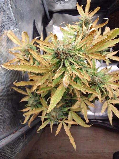 Purple skunks on Mars. Week 10 - Day 64