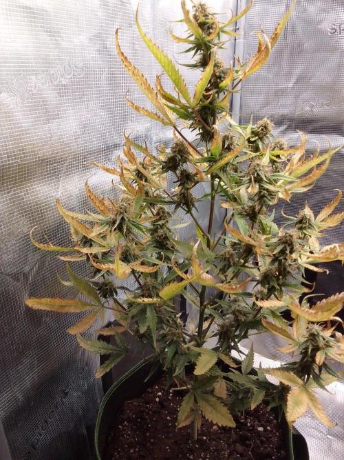 Purple skunks on Mars. Week 10 - Day 64