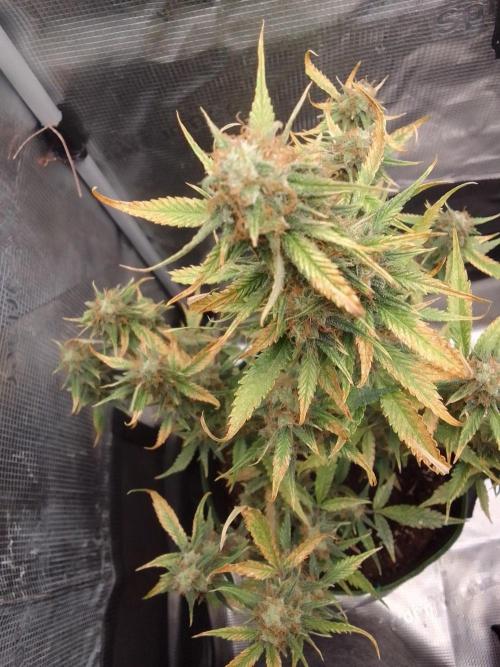 Purple skunks on Mars. Week 10 - Day 67