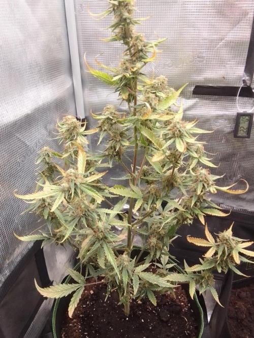 Purple skunks on Mars. Week 10 - Day 67