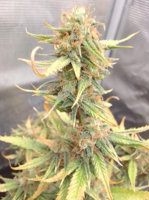 Purple skunks on Mars. Week 10 - Day 67