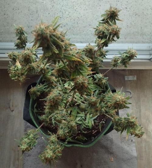 Purple skunks on Mars. Week 10 - Day 70