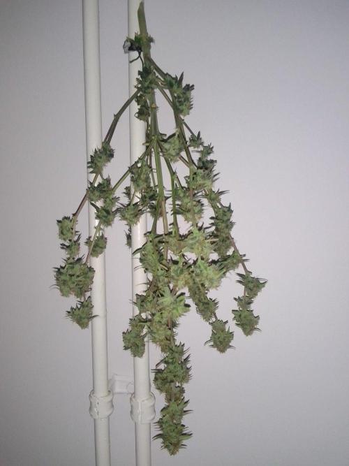 Purple skunks on Mars. Week 10 - Day 70