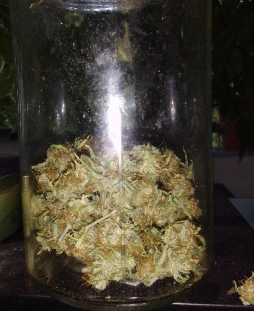 Purple Skunk Auto. Week 10