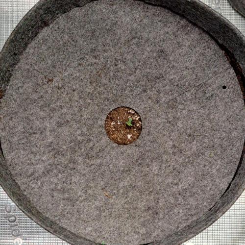 King of Kong on Pluto. Week 1 - Day 1