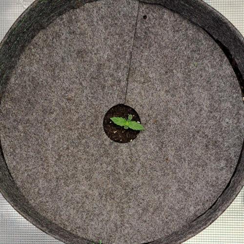 King of Kong on Pluto. Week 1 - Day 4