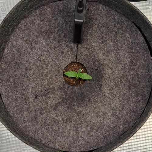King of Kong on Pluto. Week 1 - Day 5