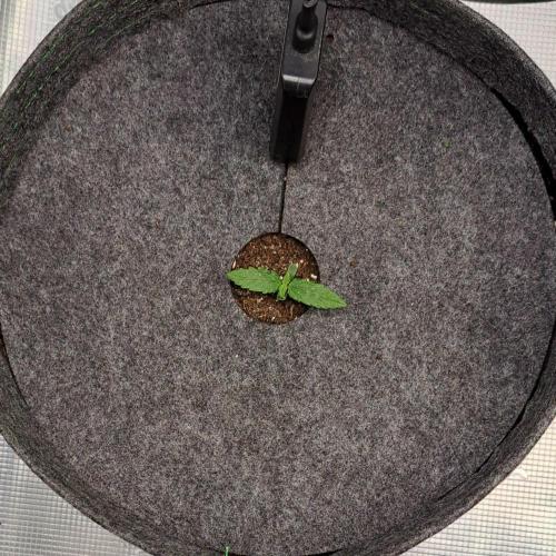 King of Kong on Pluto. Week 1 - Day 6