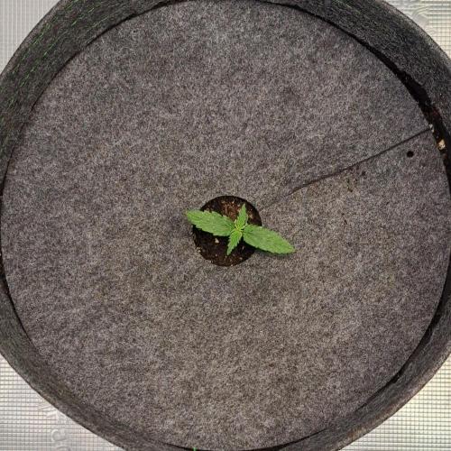 King of Kong on Pluto. Week 1 - Day 7