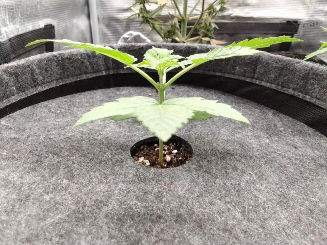 Red Velvet on Mars. Week 3 - Day 15