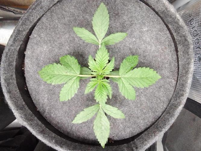 Red Velvet on Mars. Week 3 - Day 16