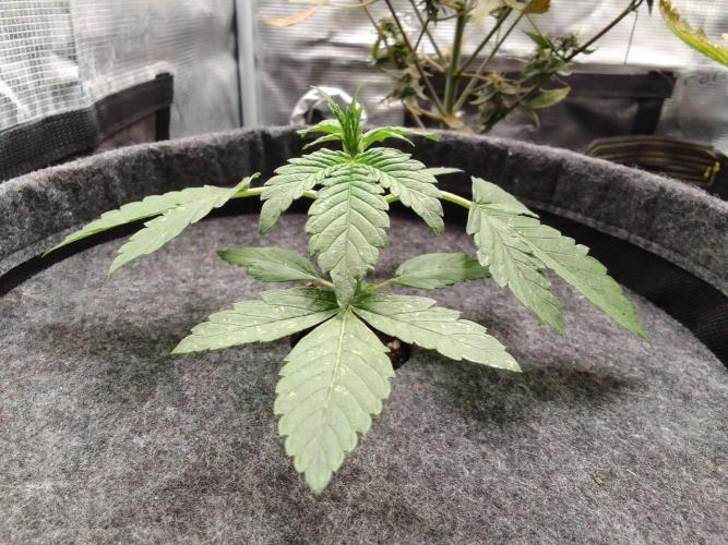 Red Velvet on Mars. Week 3 - Day 17