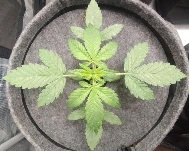 Red Velvet on Mars. Week 3 - Day 18