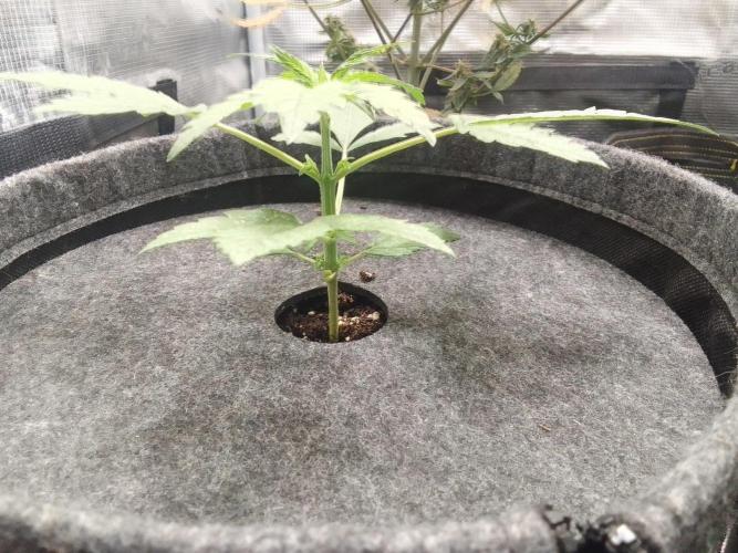 Red Velvet on Mars. Week 3 - Day 18
