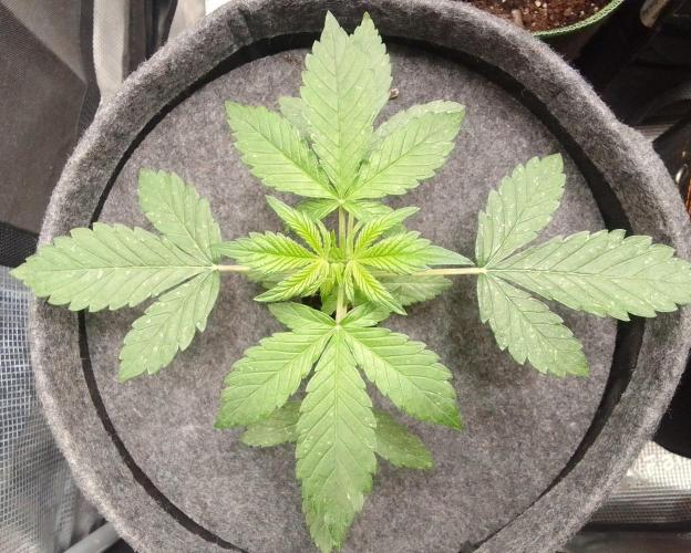 Red Velvet on Mars. Week 3 - Day 19