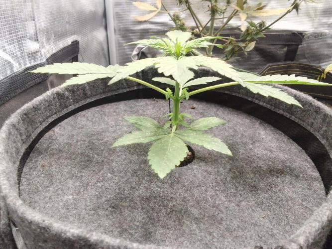 Red Velvet on Mars. Week 3 - Day 19