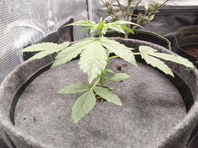 Red Velvet on Mars. Week 3 - Day 20