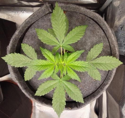 Red Velvet on Mars. Week 3 - Day 21