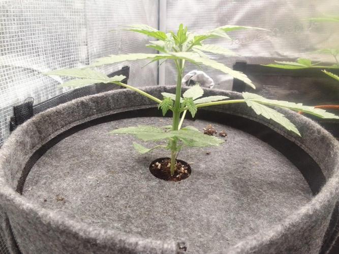 Red Velvet on Mars. Week 3 - Day 21