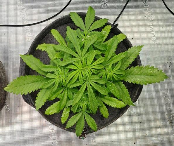 Fruity glue for Venus. Week 5 - Day 29