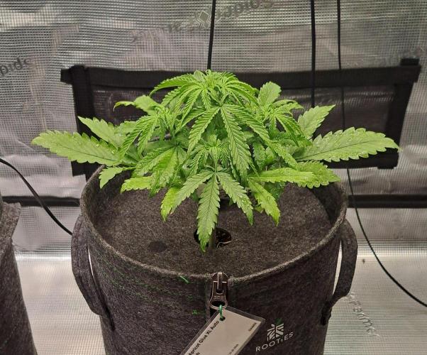 Fruity glue for Venus. Week 5 - Day 29