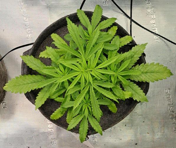 Fruity glue for Venus. Week 5 - Day 30