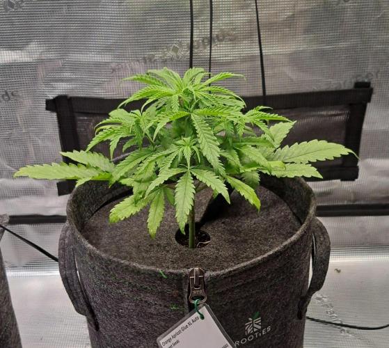 Fruity glue for Venus. Week 5 - Day 30