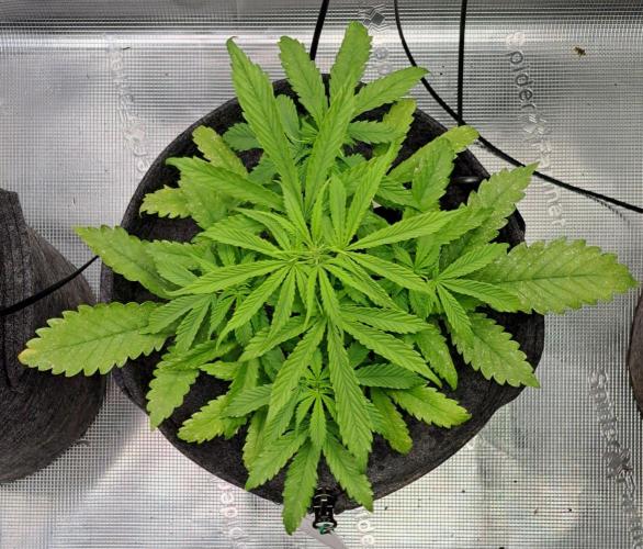 Fruity glue for Venus. Week 5 - Day 31