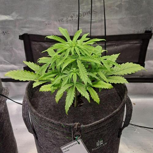 Fruity glue for Venus. Week 5 - Day 31