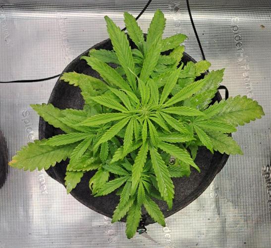 Fruity glue for Venus. Week 5 - Day 32