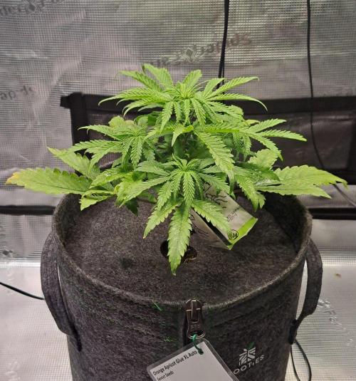 Fruity glue for Venus. Week 5 - Day 32