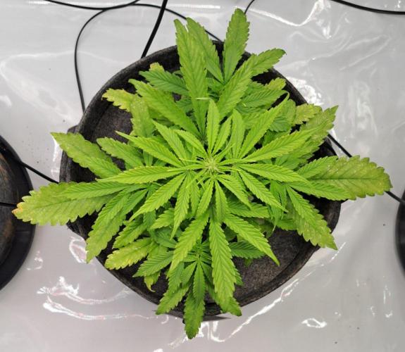 Fruity glue for Venus. Week 5 - Day 33