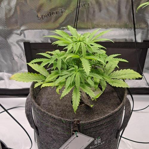 Fruity glue for Venus. Week 5 - Day 33