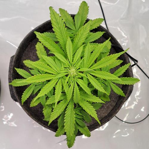 Fruity glue for Venus. Week 5 - Day 34