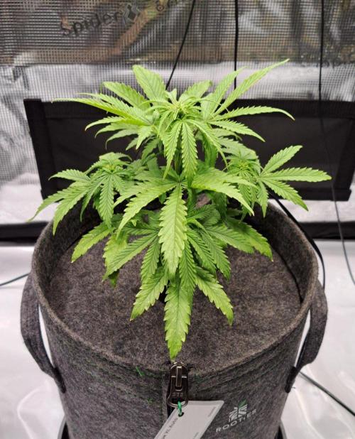 Fruity glue for Venus. Week 5 - Day 34