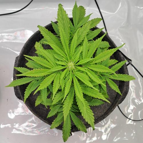 Fruity glue for Venus. Week 5 - Day 35