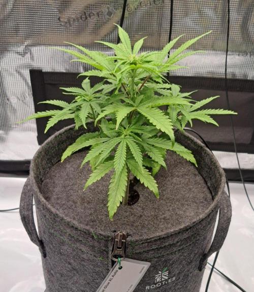 Fruity glue for Venus. Week 5 - Day 35