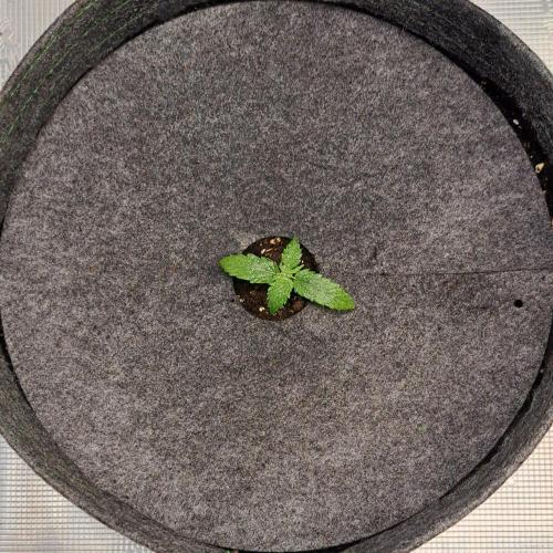 King of Kong on Pluto. Week 2 - Day 8