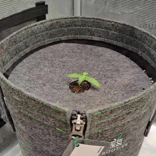 King of Kong on Pluto. Week 2 - Day 8