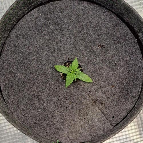 King of Kong on Pluto. Week 2 - Day 9