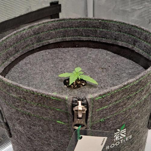 King of Kong on Pluto. Week 2 - Day 9