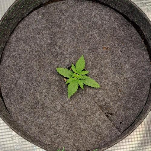 King of Kong on Pluto. Week 2 - Day 10