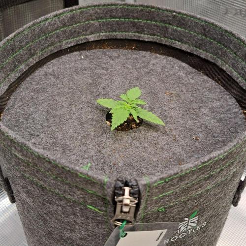 King of Kong on Pluto. Week 2 - Day 10
