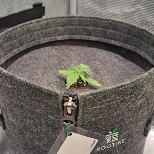 King of Kong on Pluto. Week 2 - Day 11