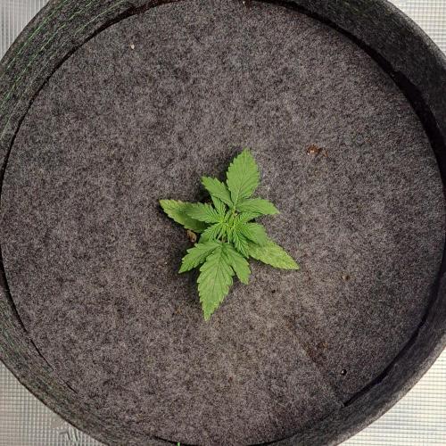 King of Kong on Pluto. Week 2 - Day 12