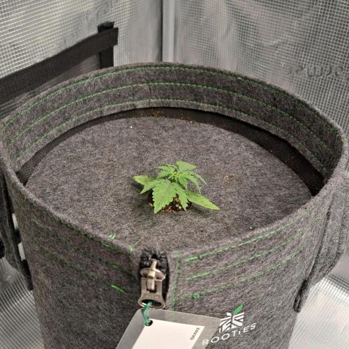 King of Kong on Pluto. Week 2 - Day 12